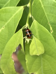 Physosmaragdina nigrifrons