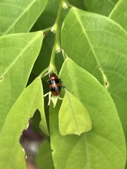 Physosmaragdina nigrifrons