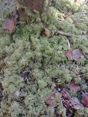 Hylocomium splendens image