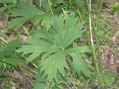 Aconitum lasiostomum