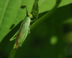 Atractomorpha lata