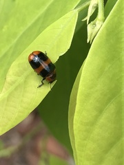 Physosmaragdina nigrifrons