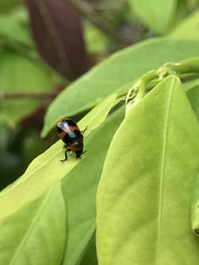 Physosmaragdina nigrifrons