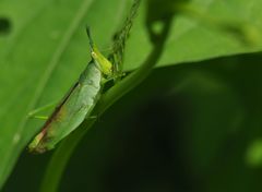 Atractomorpha lata