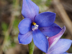 Thelymitra juncifolia