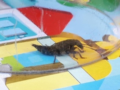 Ontholestes tessellatus