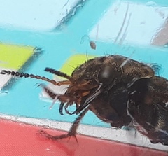 Ontholestes tessellatus