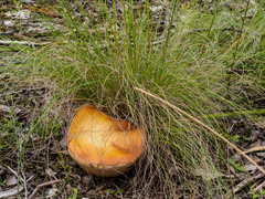 Phlebopus marginatus