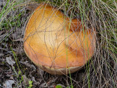 Phlebopus marginatus