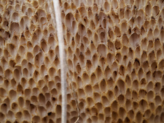 Phlebopus marginatus