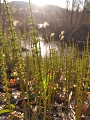 Equisetum × litorale