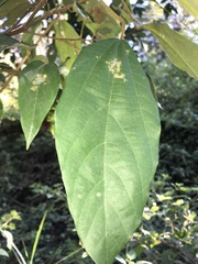 Mallotus philippensis