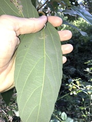 Mallotus philippensis