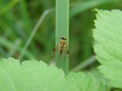Chrysopilus nubecula