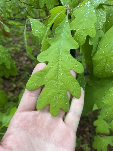 white oak