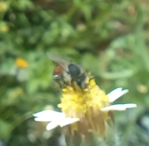 Red Dwarf Honey Bee