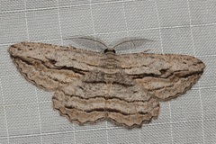 Scioglyptis loxographa