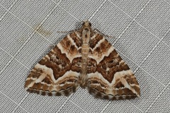 Chrysolarentia interruptata