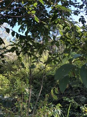 Mallotus philippensis