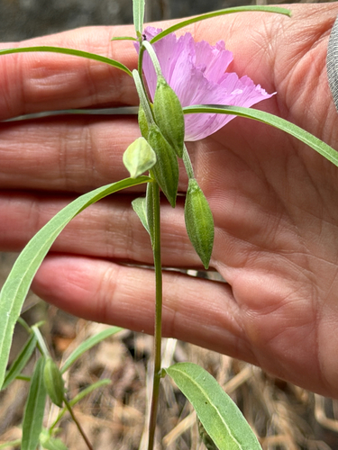 Clarkia bottae, photograph 6