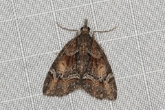 Microdes diplodonta