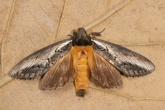 Hylaeora caustopis