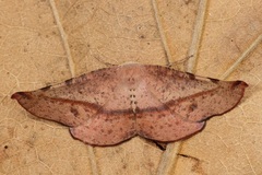Onycodes traumataria