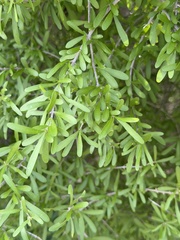 Forestiera angustifolia, photograph (c) Ian McFaul, some rights reserved (CC BY)