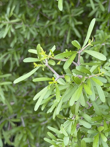 Forestiera angustifolia, photograph 6
