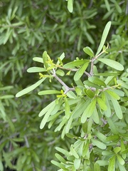 Forestiera angustifolia, photograph (c) Ian McFaul, some rights reserved (CC BY)