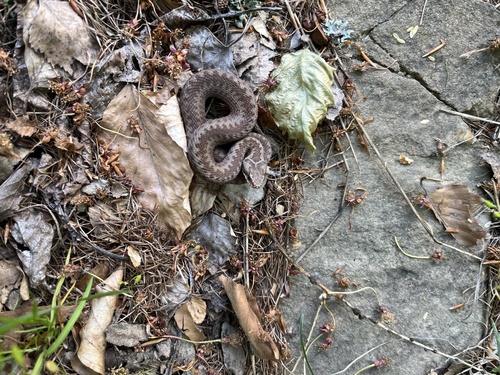 Adder
