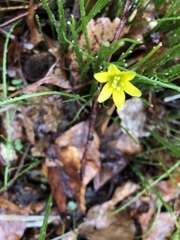 Gagea lutea