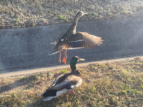 Duck