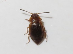 Anthobium unicolor