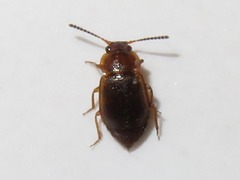 Anthobium unicolor