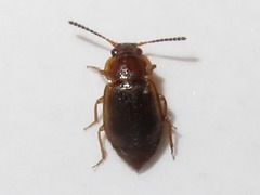 Anthobium unicolor