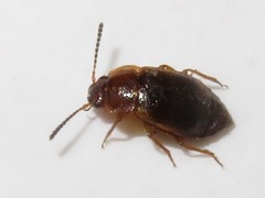 Anthobium unicolor