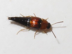 Tachyporus dispar