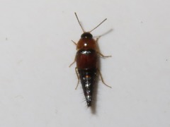 Tachyporus dispar