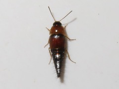Tachyporus dispar