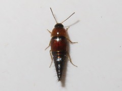 Tachyporus dispar