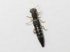 Stenus flavipes