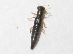 Stenus flavipes