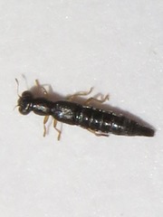 Stenus flavipes