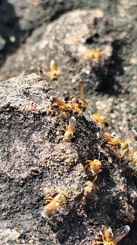 Frieseomelitta varia