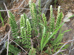 Cheilanthes distans