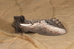 Hylaeora caustopis