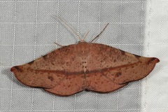 Onycodes traumataria