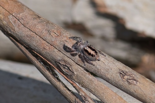 Superb Jumping Spider
