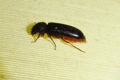 Heteropsoa australis